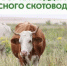 Объявление о проведении отбора получателей субсидии на поддержку приоритетных направлений агропромышленного комплекса (развитие мясного скотоводства) - Тюльганский район