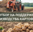Объявление о проведении отбора получателей субсидии на поддержку производства картофеля - Тюльганский район