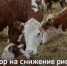 Объявление  о проведении отбора на снижение рисков в подотраслях животноводства в 2026 году - Тюльганский район